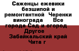 Саженцы ежевики безшипой и ремонтантной. Черенки винограда . - Все города Сад и огород » Другое   . Забайкальский край,Чита г.